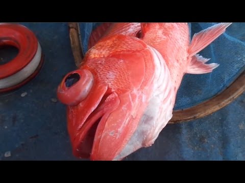 Detail Ikan Merah Mata Besar Nomer 7