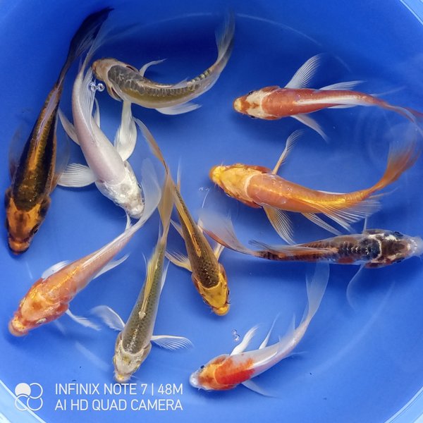 Detail Ikan Metalik Nomer 16