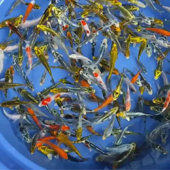 Detail Ikan Metalik Nomer 40