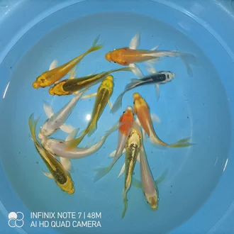 Detail Ikan Metalik Nomer 54