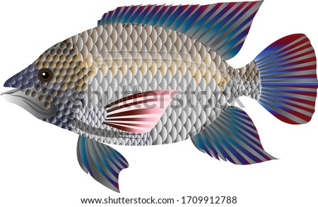 Detail Ikan Mujair Vector Nomer 8