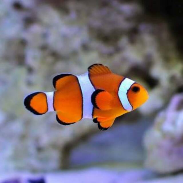 Detail Ikan Nemo Dan Dory Nomer 15