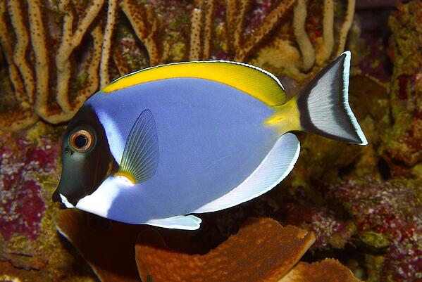 Detail Ikan Nemo Dan Dory Nomer 19