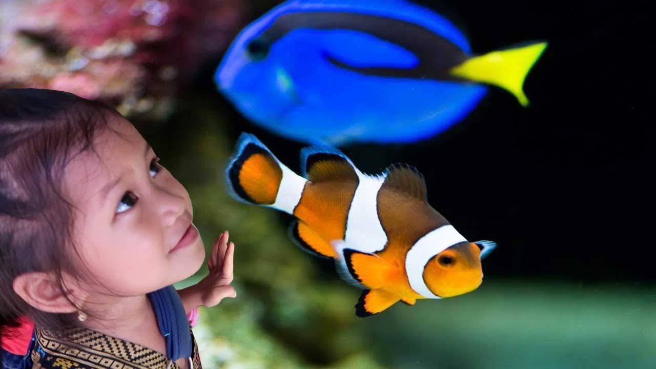 Detail Ikan Nemo Dan Dory Nomer 3