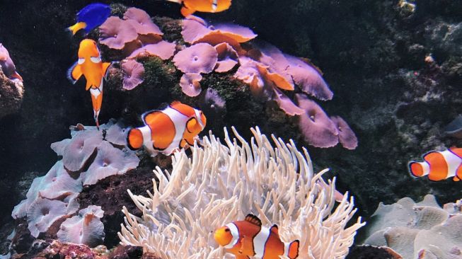 Detail Ikan Nemo Dan Dory Nomer 29