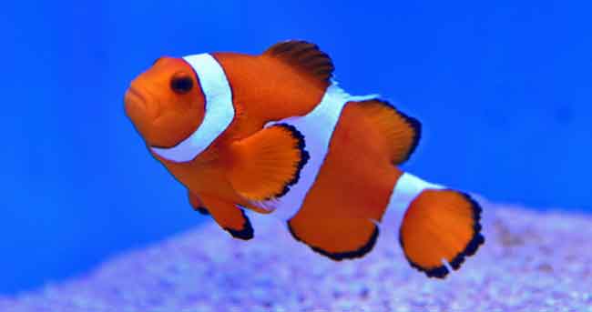 Detail Ikan Nemo Dan Dory Nomer 39