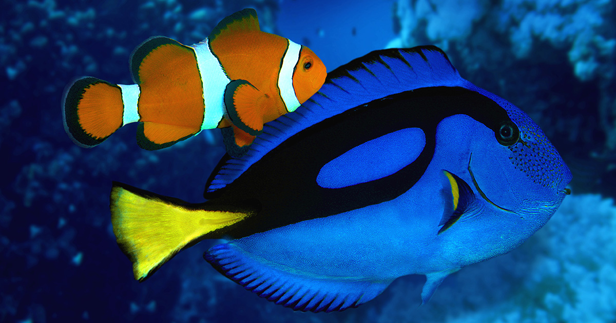 Detail Ikan Nemo Dan Dory Nomer 48