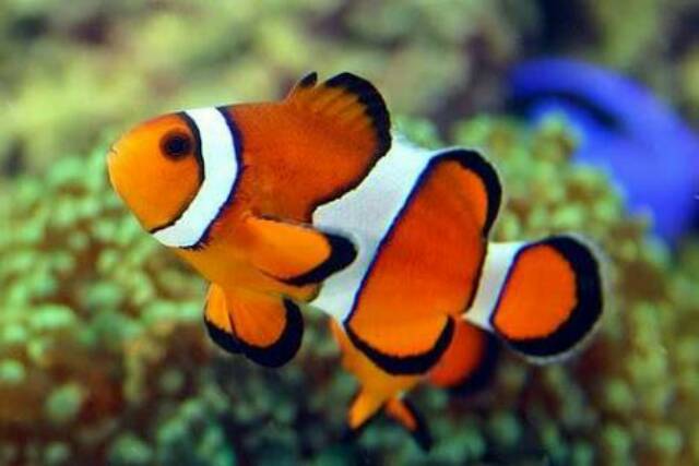 Detail Ikan Nemo Dan Dory Nomer 50