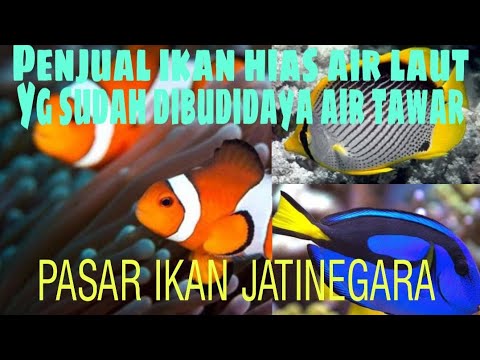 Detail Ikan Nemo Dan Dory Nomer 52