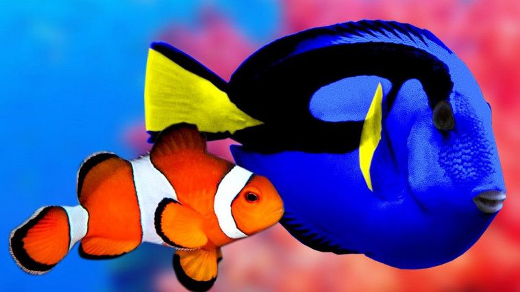 Detail Ikan Nemo Dan Dory Nomer 9