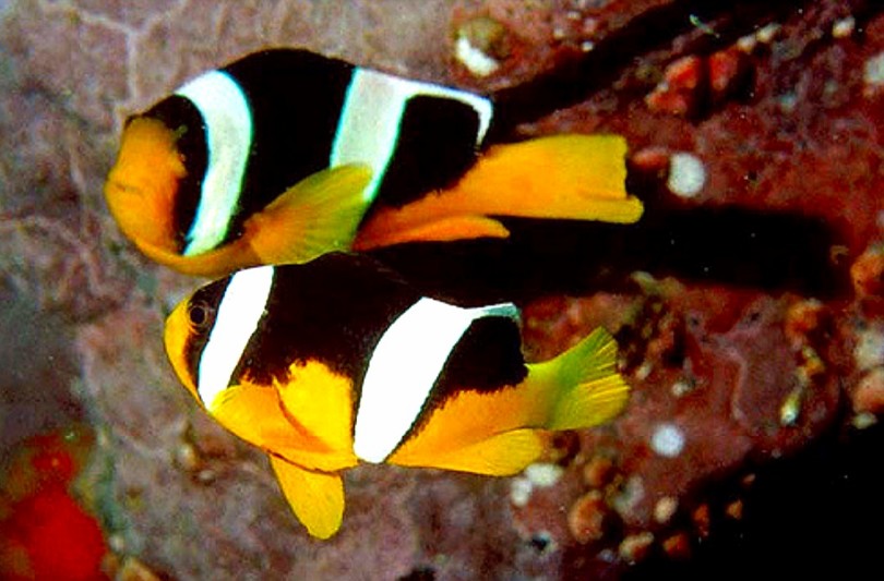 Detail Ikan Nemo Hitam Putih Nomer 22