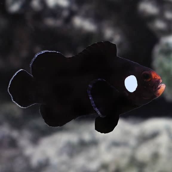 Detail Ikan Nemo Hitam Putih Nomer 34