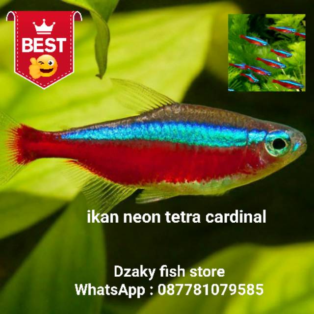 Detail Ikan Neon Air Tawar Nomer 35