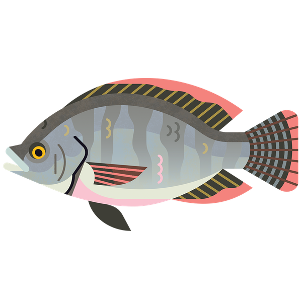 Detail Ikan Nila Png Nomer 21