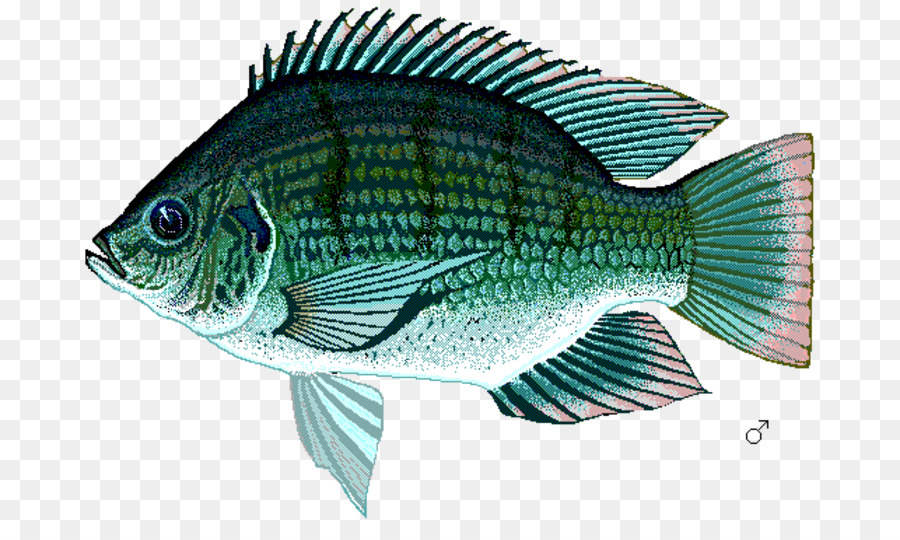Detail Ikan Nila Png Nomer 4