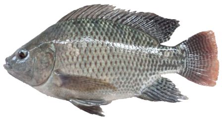 Detail Ikan Nila Png Nomer 5
