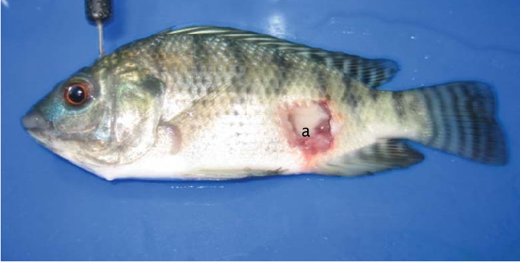 Detail Ikan Nila Png Nomer 47