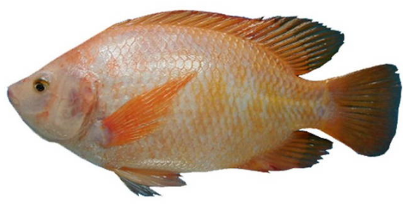 Detail Ikan Nila Png Nomer 9