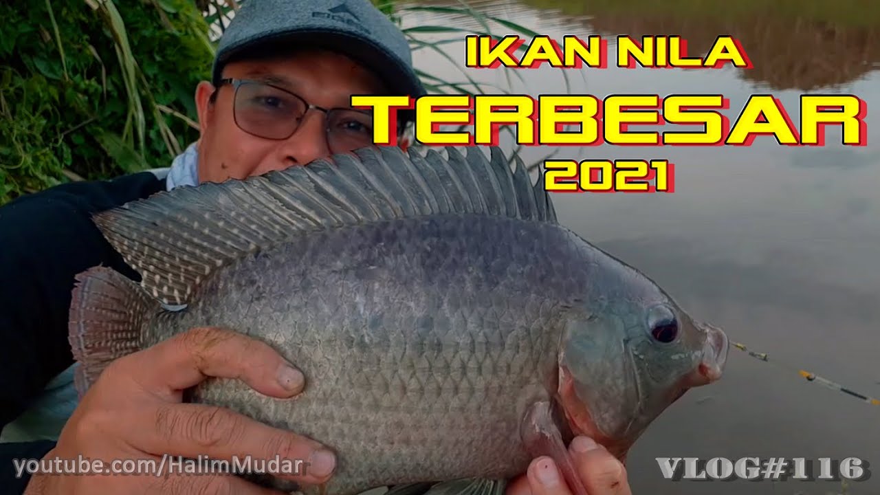 Ikan Nila Raksasa - KibrisPDR