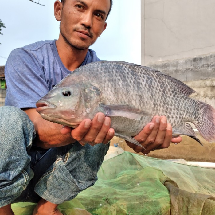 Detail Ikan Nila Raksasa Nomer 37