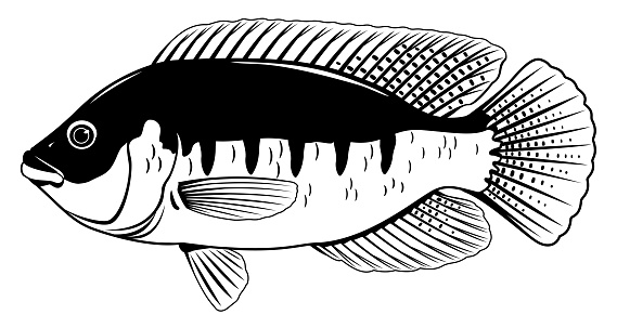 Detail Ikan Nila Vector Nomer 4