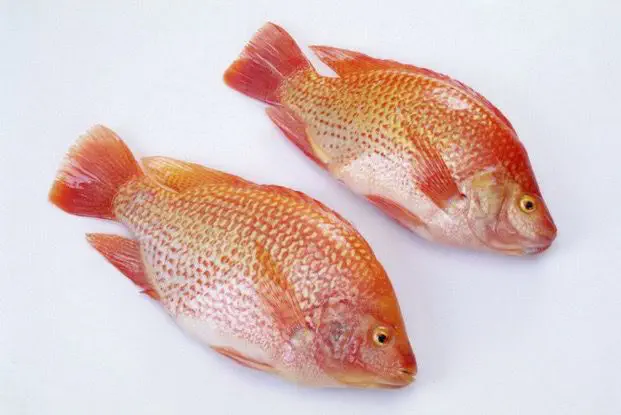 Detail Ikan Nila Vector Nomer 38