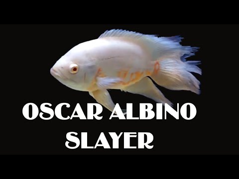 Detail Ikan Oscar Albino Slayer Nomer 23