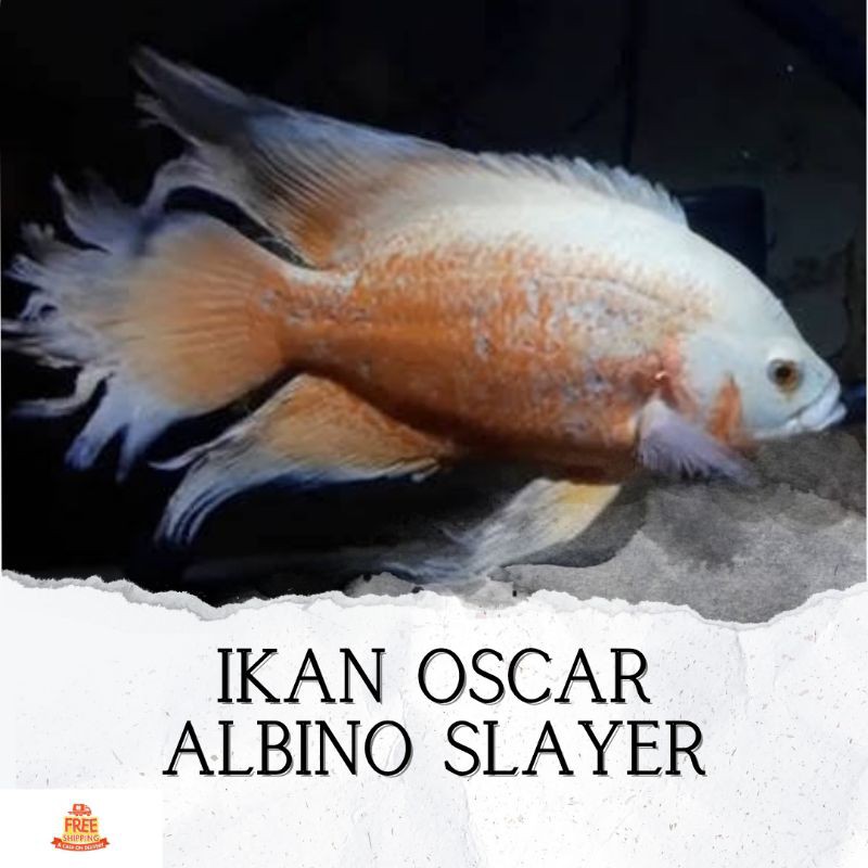 Detail Ikan Oscar Albino Slayer Nomer 4