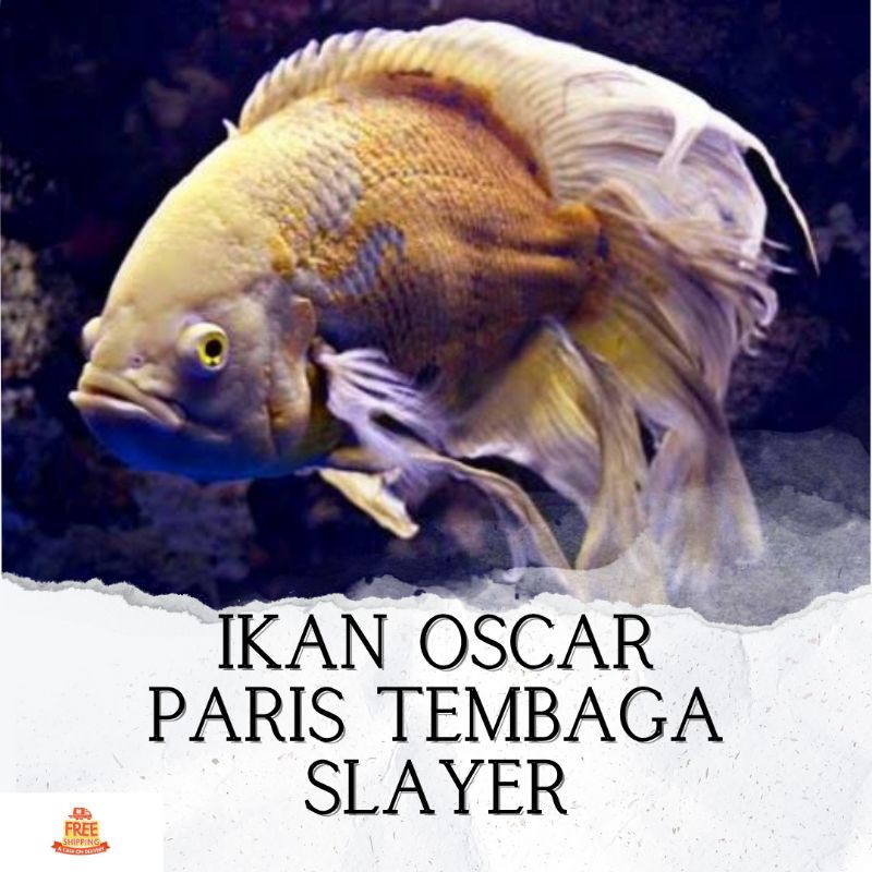 Detail Ikan Oscar Albino Slayer Nomer 46