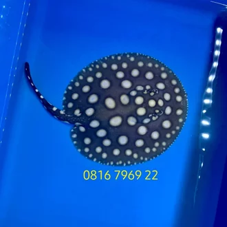 Detail Ikan Pari Black Diamond Nomer 19