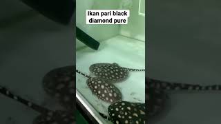 Detail Ikan Pari Black Diamond Nomer 21