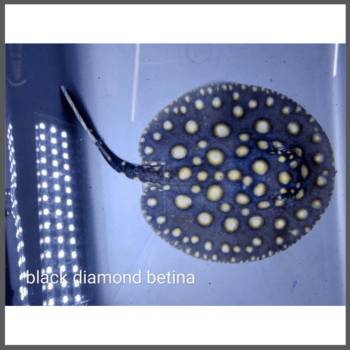 Detail Ikan Pari Black Diamond Nomer 22