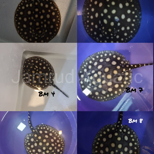 Detail Ikan Pari Black Diamond Nomer 32