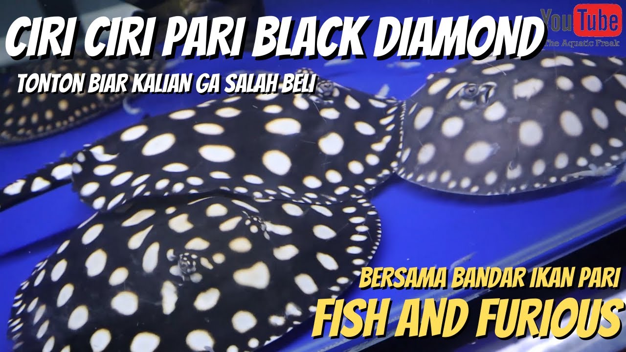 Detail Ikan Pari Black Diamond Nomer 43