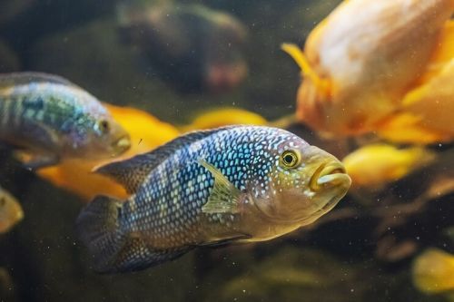 Detail Ikan Parrot Yang Menakjubkan Nomer 22