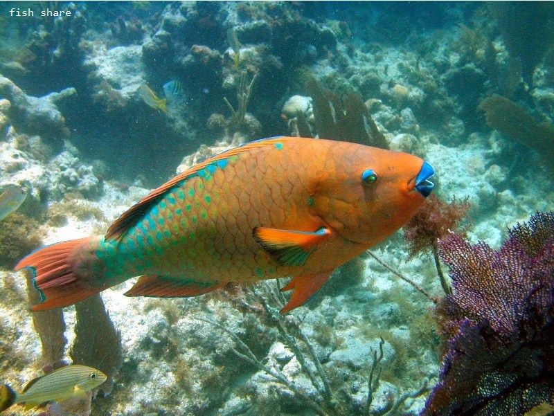 Detail Ikan Parrot Yang Menakjubkan Nomer 42