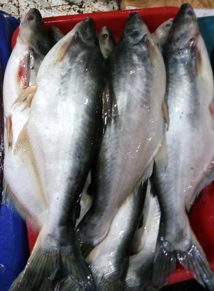 Detail Ikan Patin Png Nomer 37