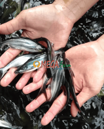 Detail Ikan Patin Png Nomer 47