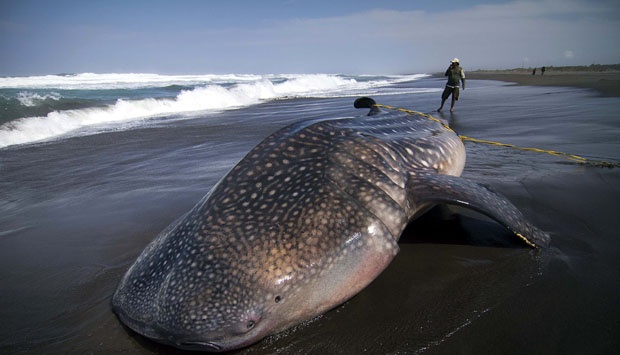 Detail Ikan Paus Di Laut Nomer 11