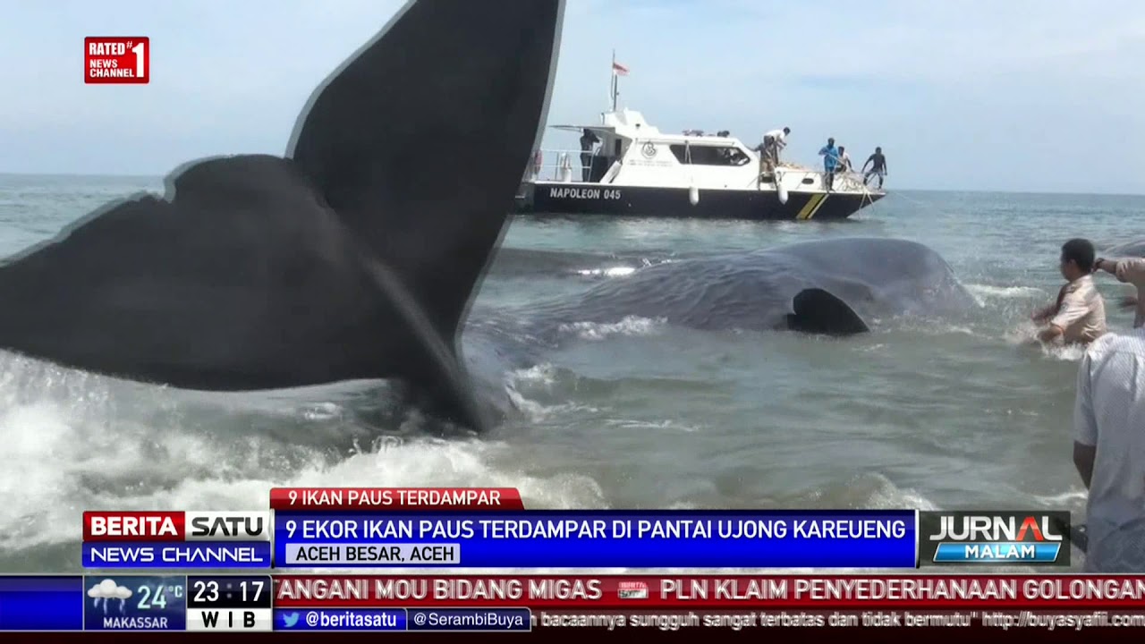 Detail Ikan Paus Di Laut Nomer 34