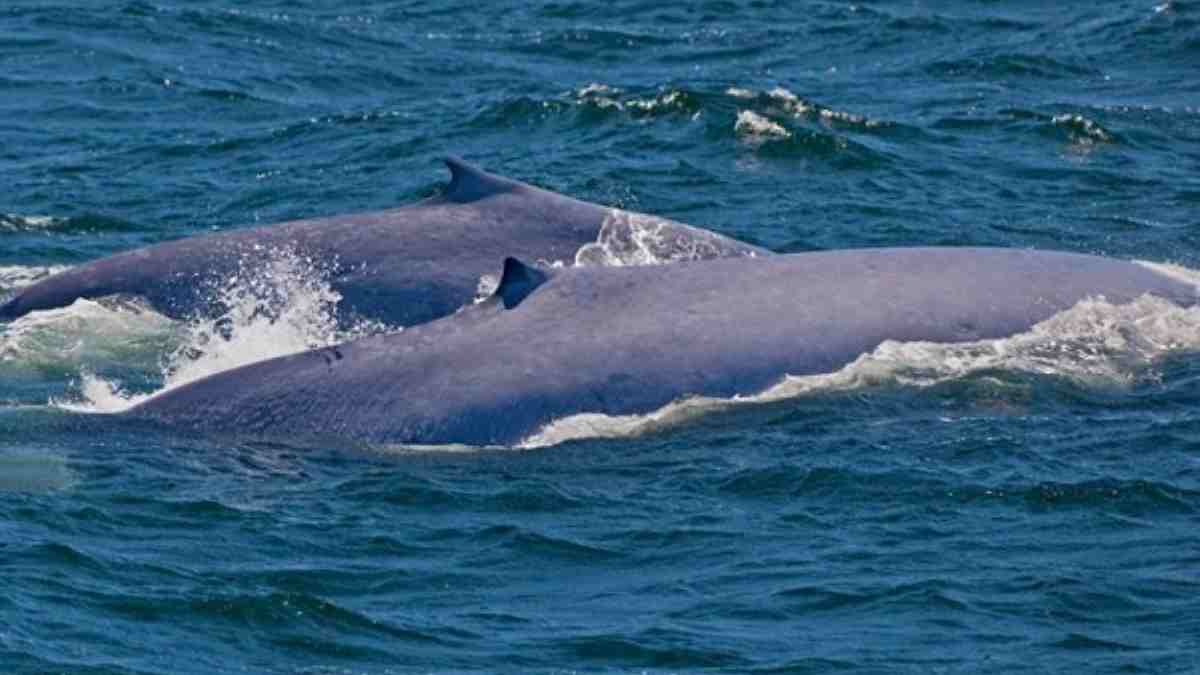 Detail Ikan Paus Di Laut Nomer 48