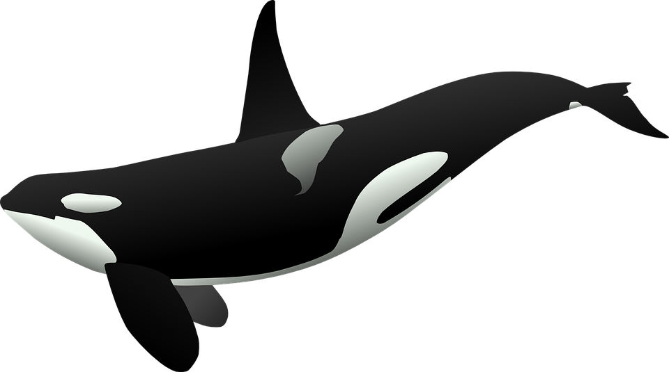 Detail Ikan Paus Vector Nomer 16