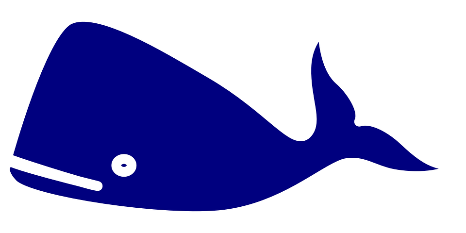 Detail Ikan Paus Vector Nomer 5