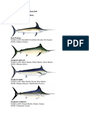 Detail Ikan Pedang Laut Nomer 21