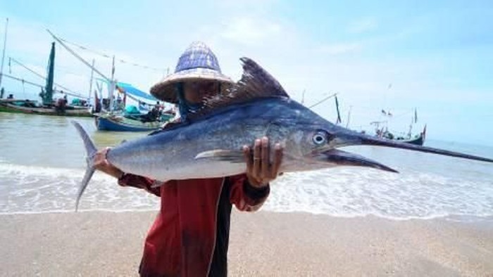 Detail Ikan Pedang Laut Nomer 7