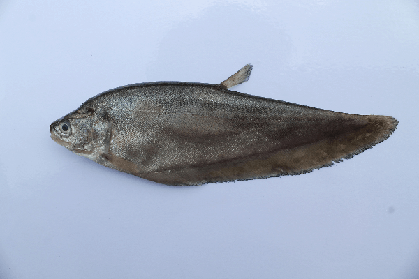 Detail Ikan Pipih Png Nomer 8