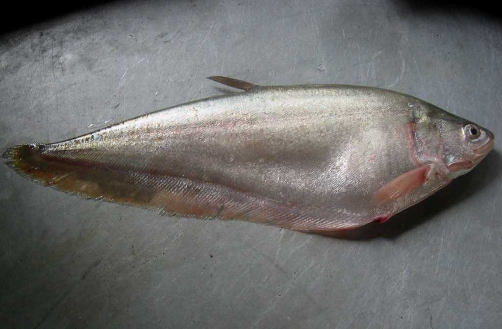 Detail Ikan Pipih Png Nomer 10