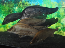 Detail Ikan Pipih Png Nomer 11