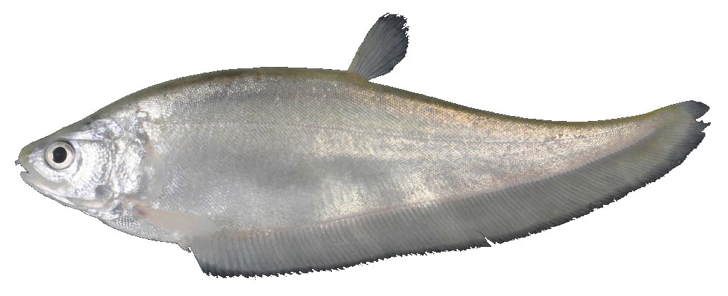 Ikan Pipih Png - KibrisPDR