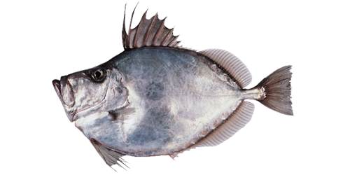 Detail Ikan Pipih Png Nomer 12